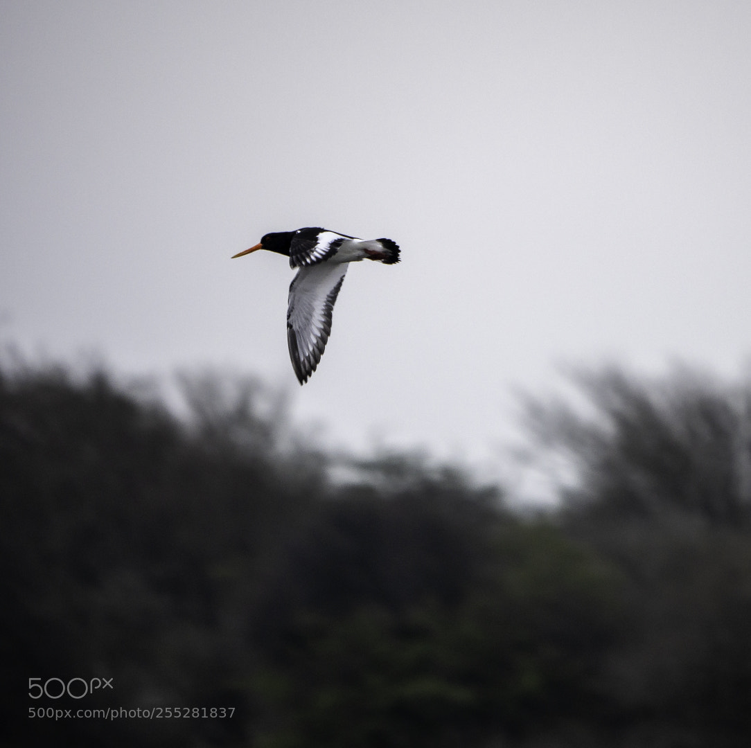 Panasonic Lumix DMC-GX7 sample photo. Oystercatcher photography
