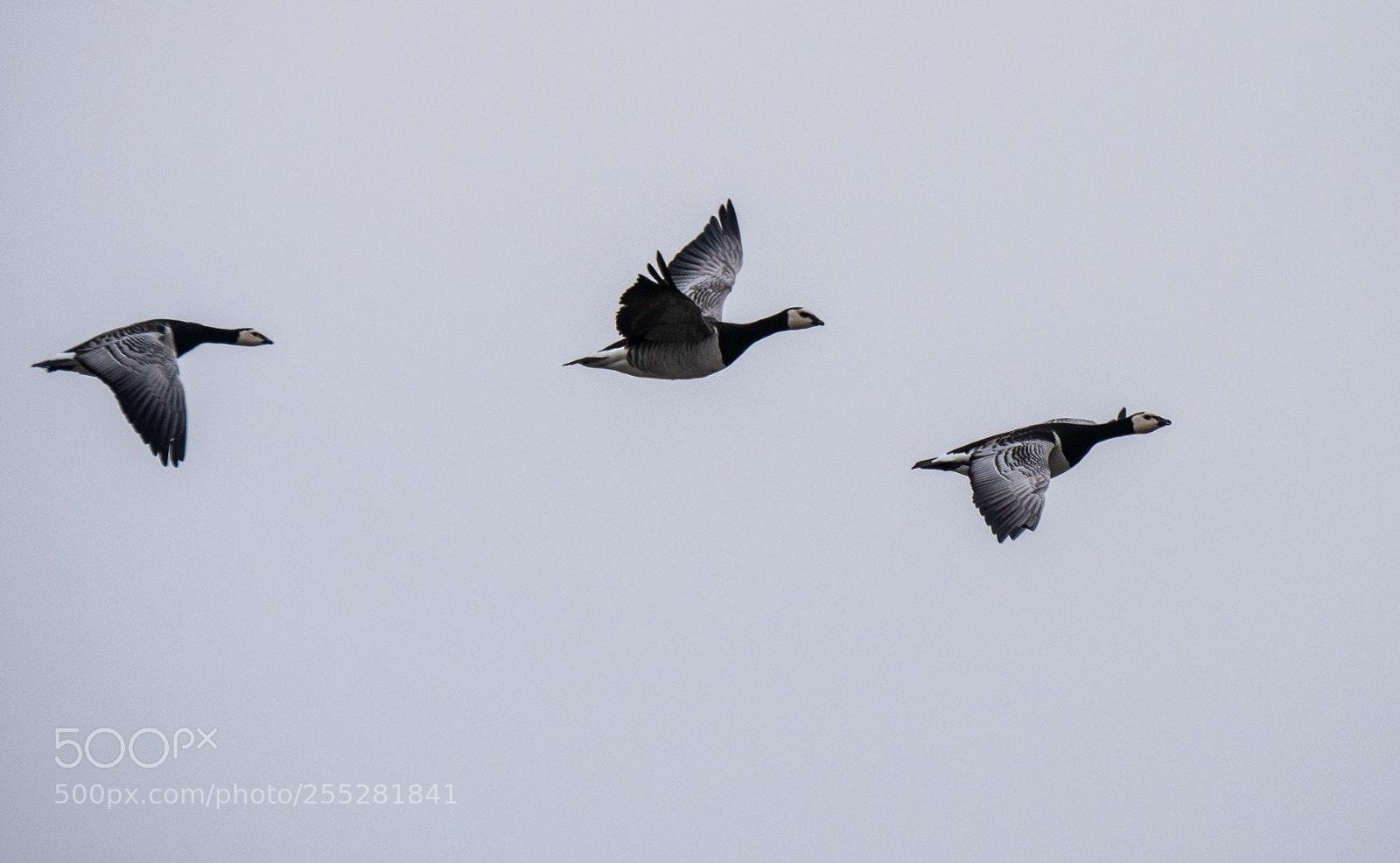 Panasonic Lumix DMC-GX7 sample photo. Barnacle geese photography