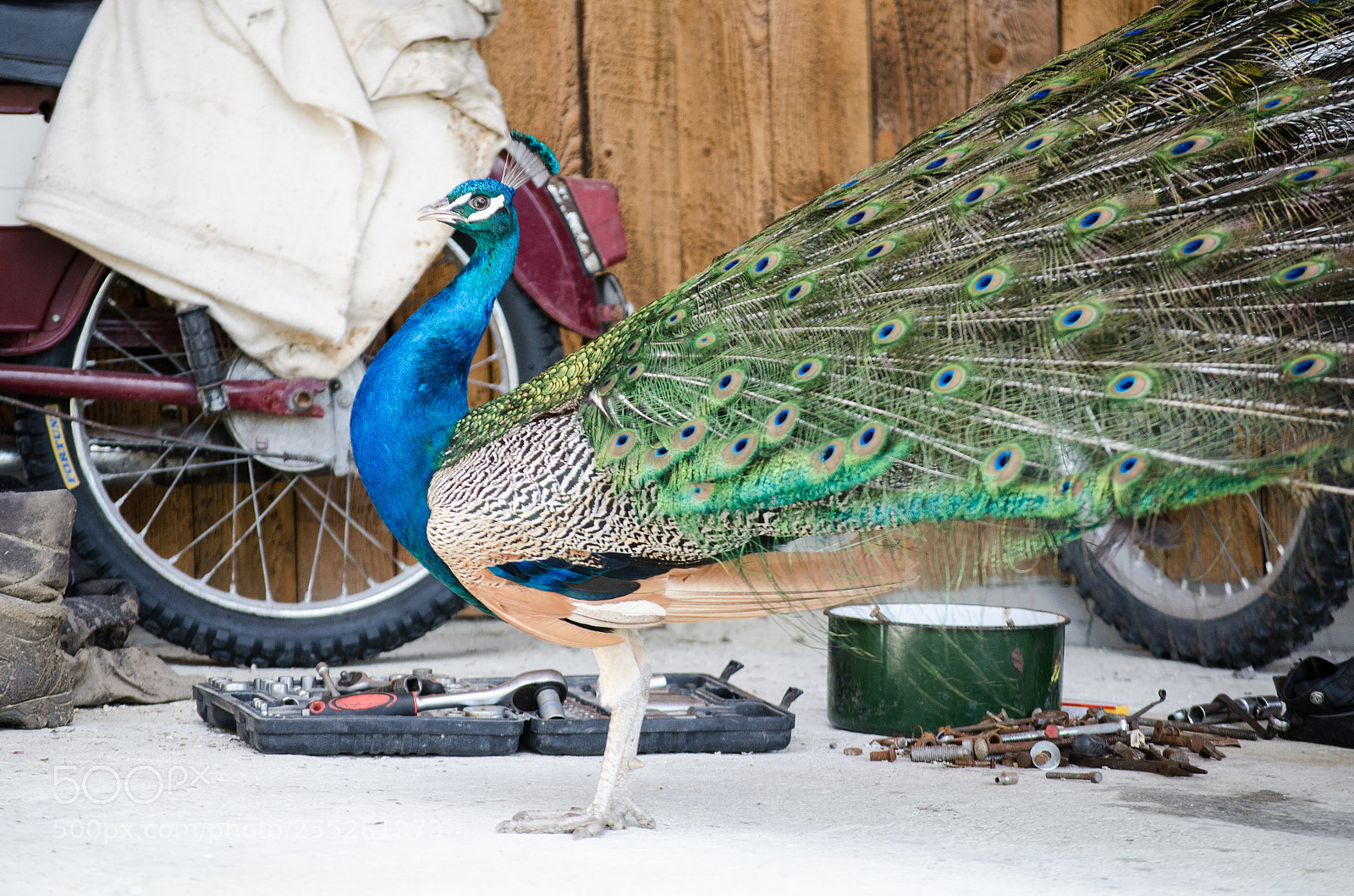Nikon D7000 sample photo. Master peacock photography