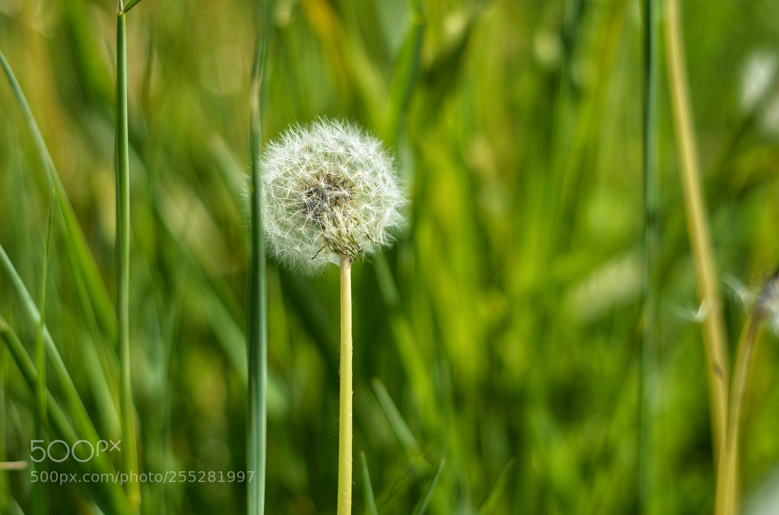 Nikon D7000 sample photo. Untitled photography