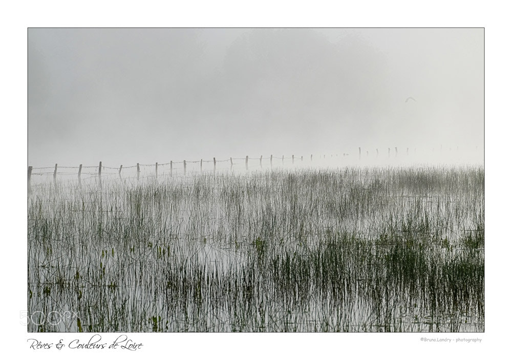 Fujifilm X-T10 sample photo. Brume de loire photography