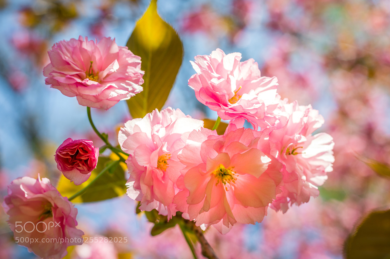 Canon EOS 760D (EOS Rebel T6s / EOS 8000D) sample photo. Cherry blossom photography