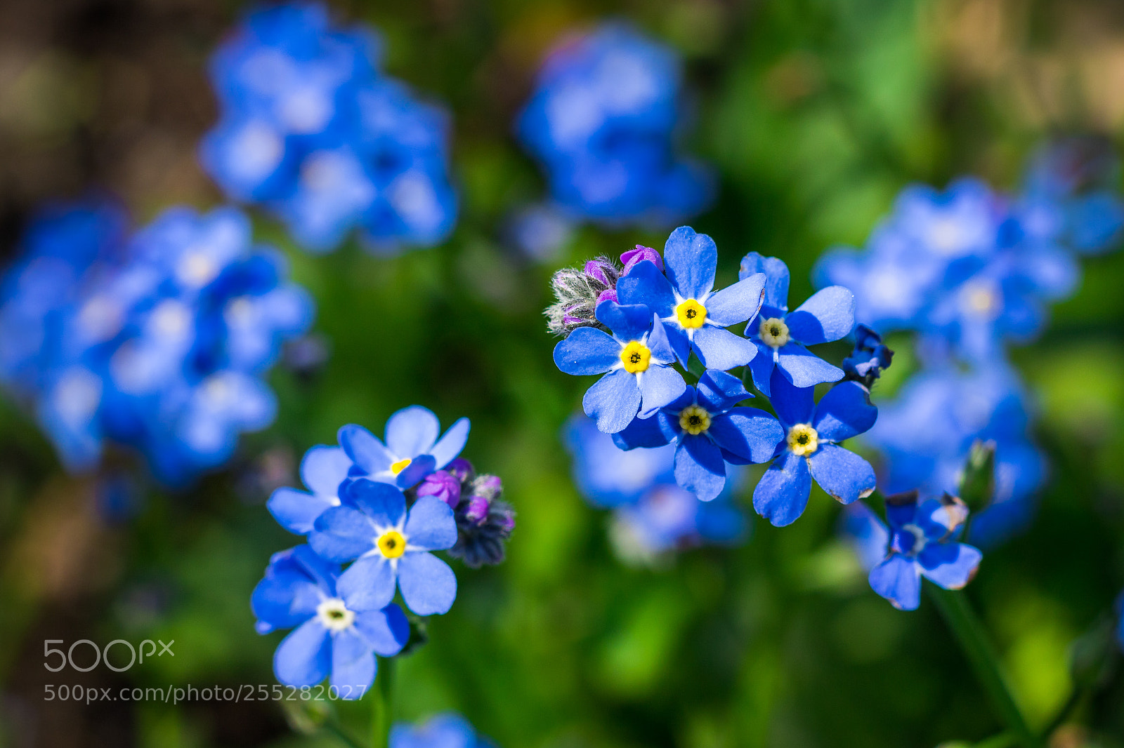 Canon EOS 760D (EOS Rebel T6s / EOS 8000D) sample photo. Wild flower photography