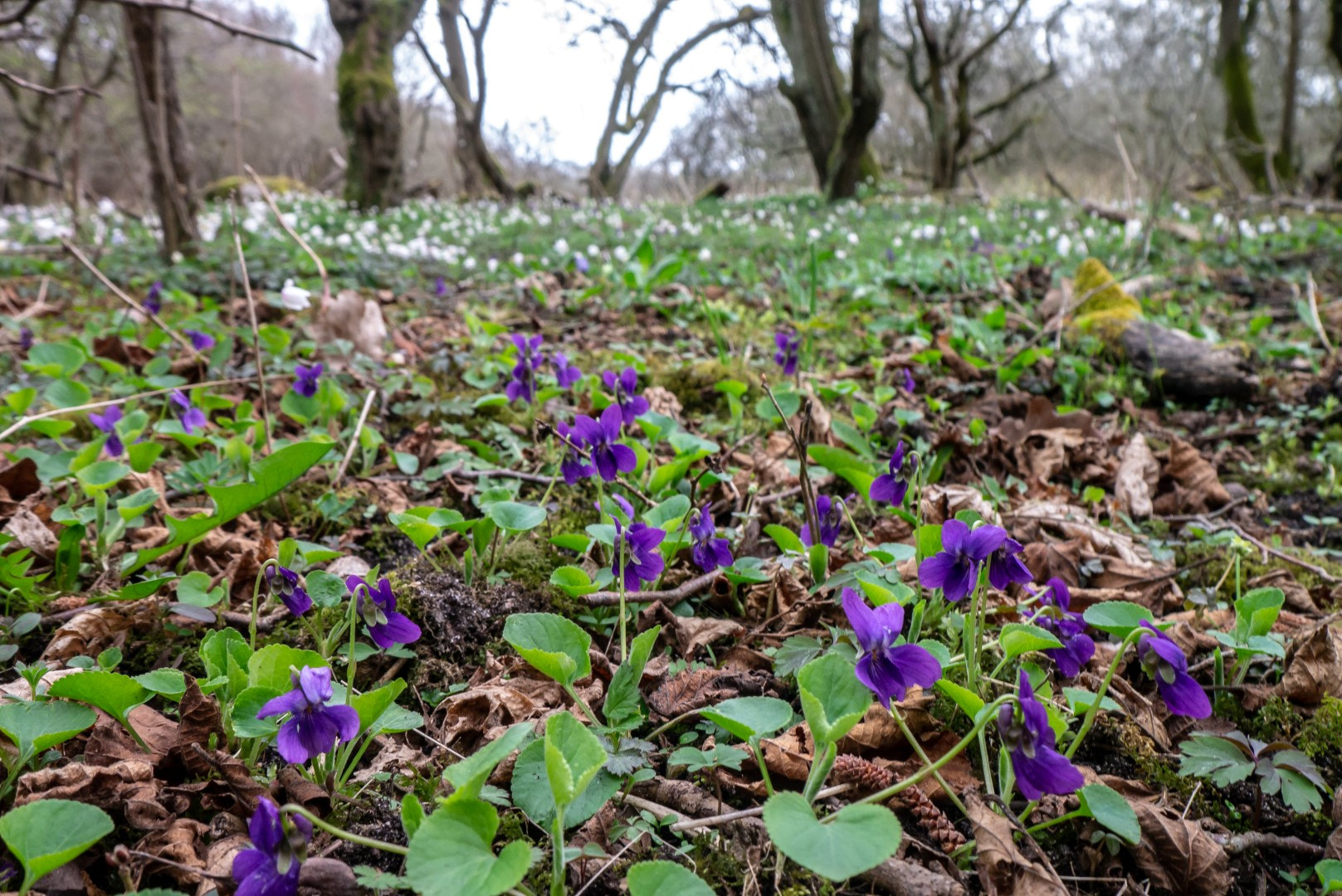 Panasonic Lumix DMC-GX1 sample photo. Springtime photography