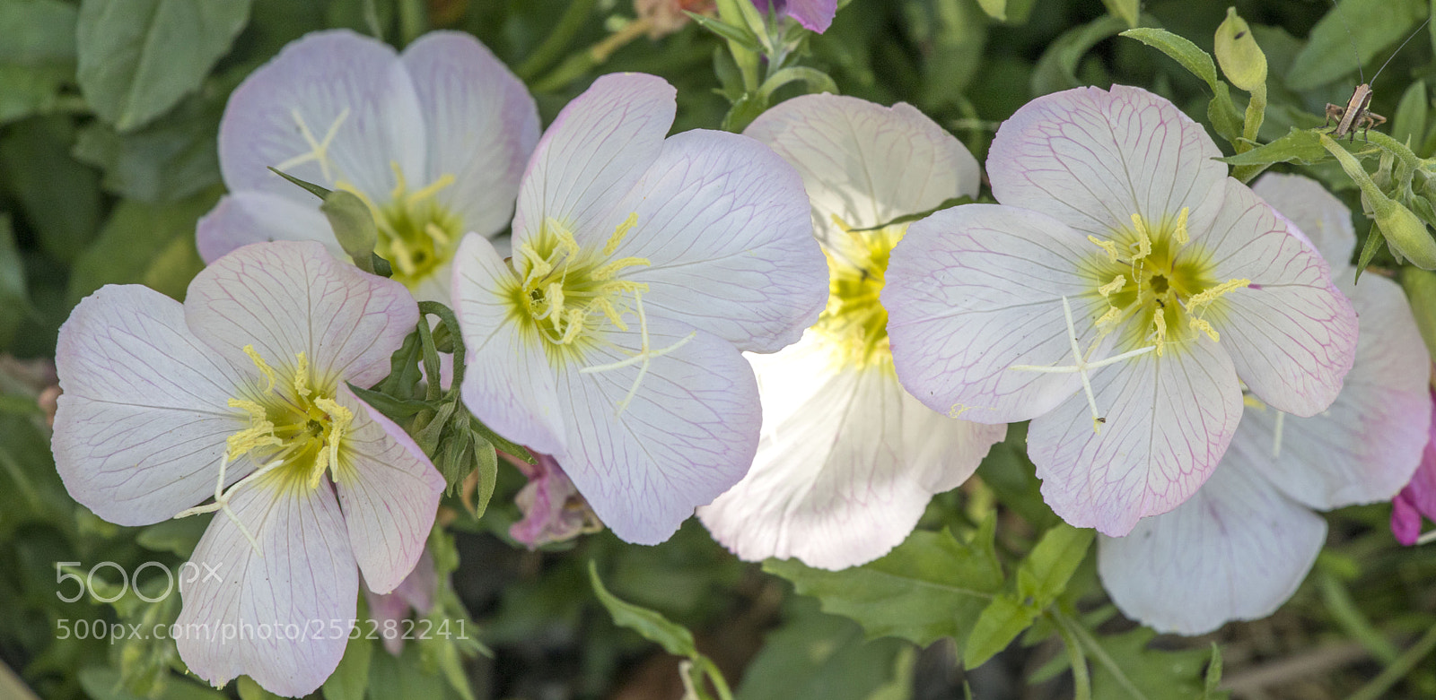 Canon EOS 77D (EOS 9000D / EOS 770D) sample photo. White flowers photography