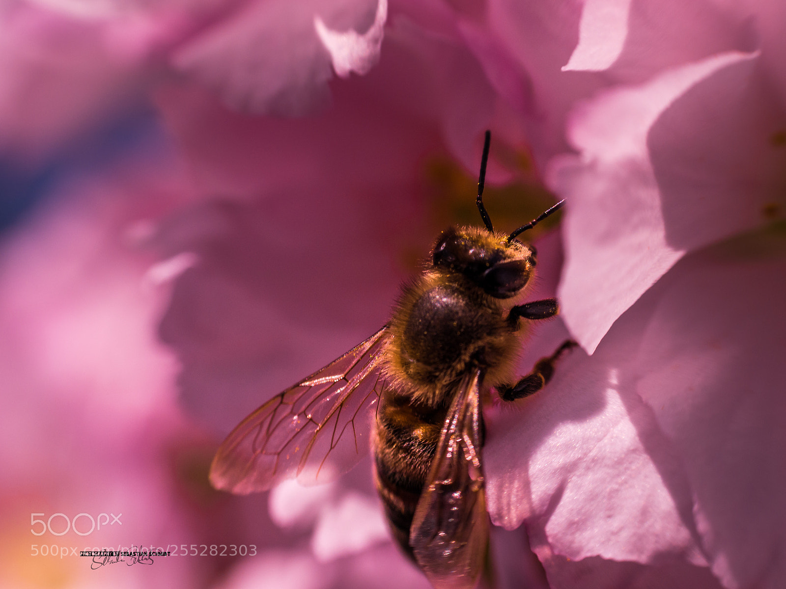 Panasonic Lumix DMC-G6 sample photo. Bee photography