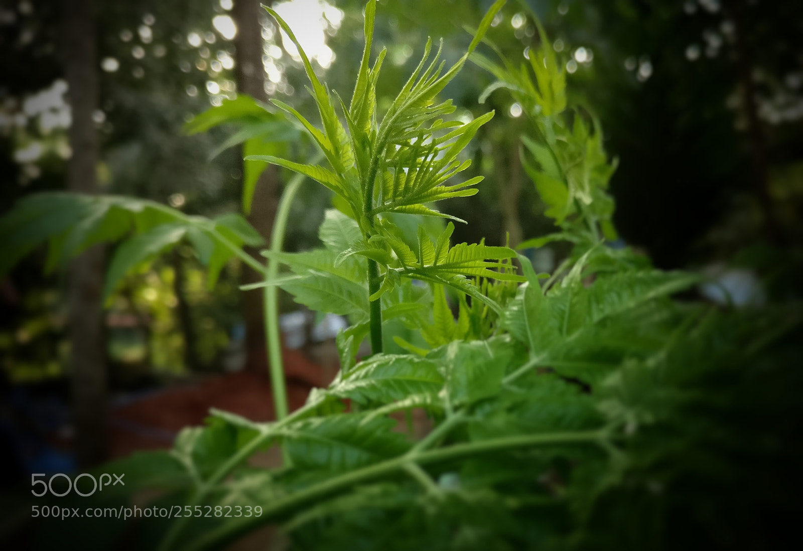 OnePlus A3003 sample photo. Untitled photography