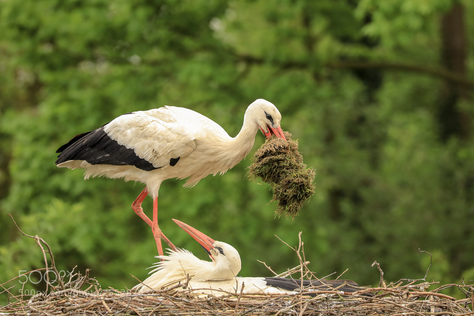 Canon EOS 5D Mark IV sample photo. Storks photography