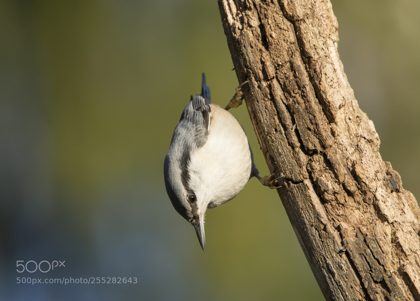 Nikon D5300 sample photo. Nuthatch ntvcka o photography