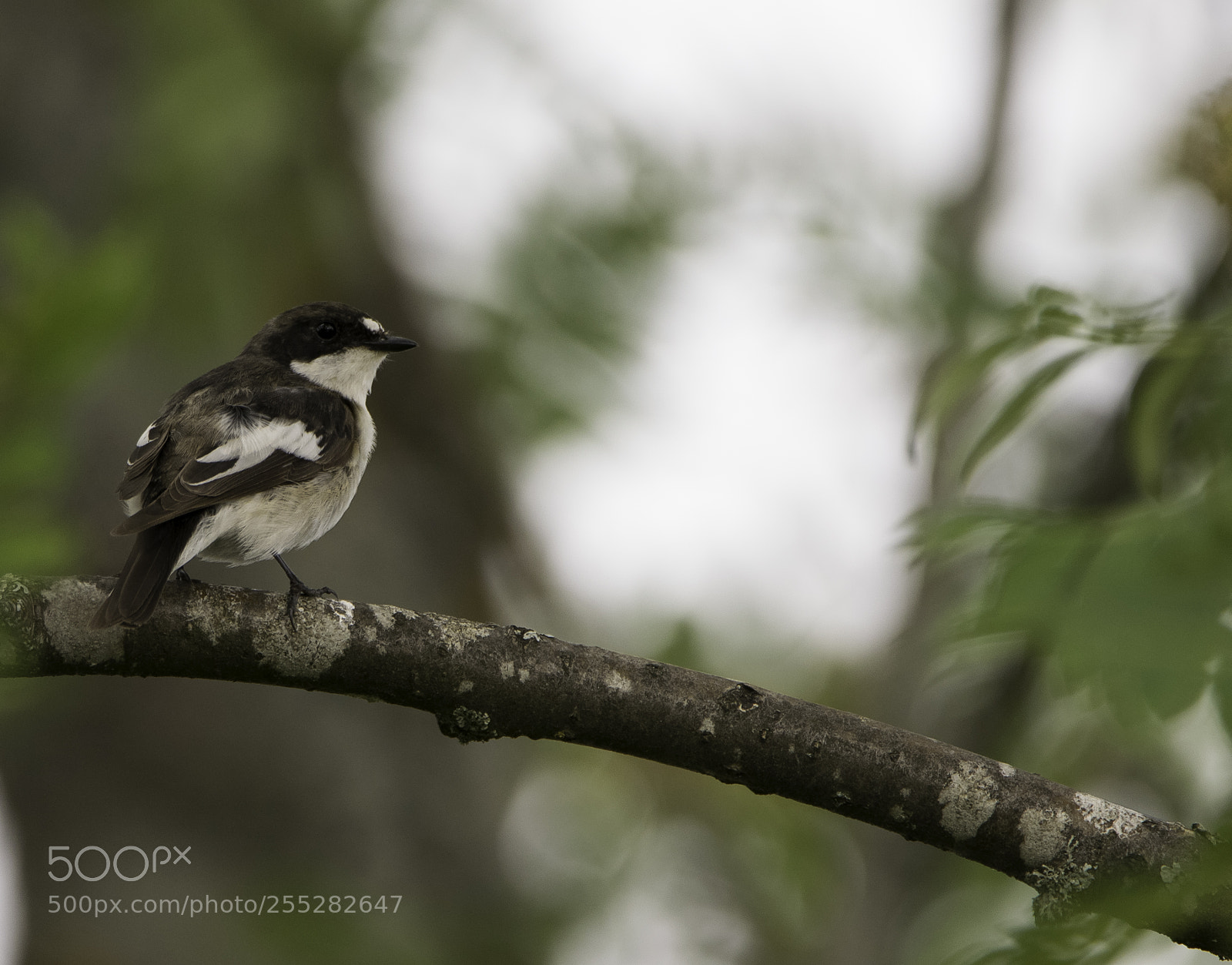 Nikon D5300 sample photo. Pied flycatcher svartvit flugsnappare photography