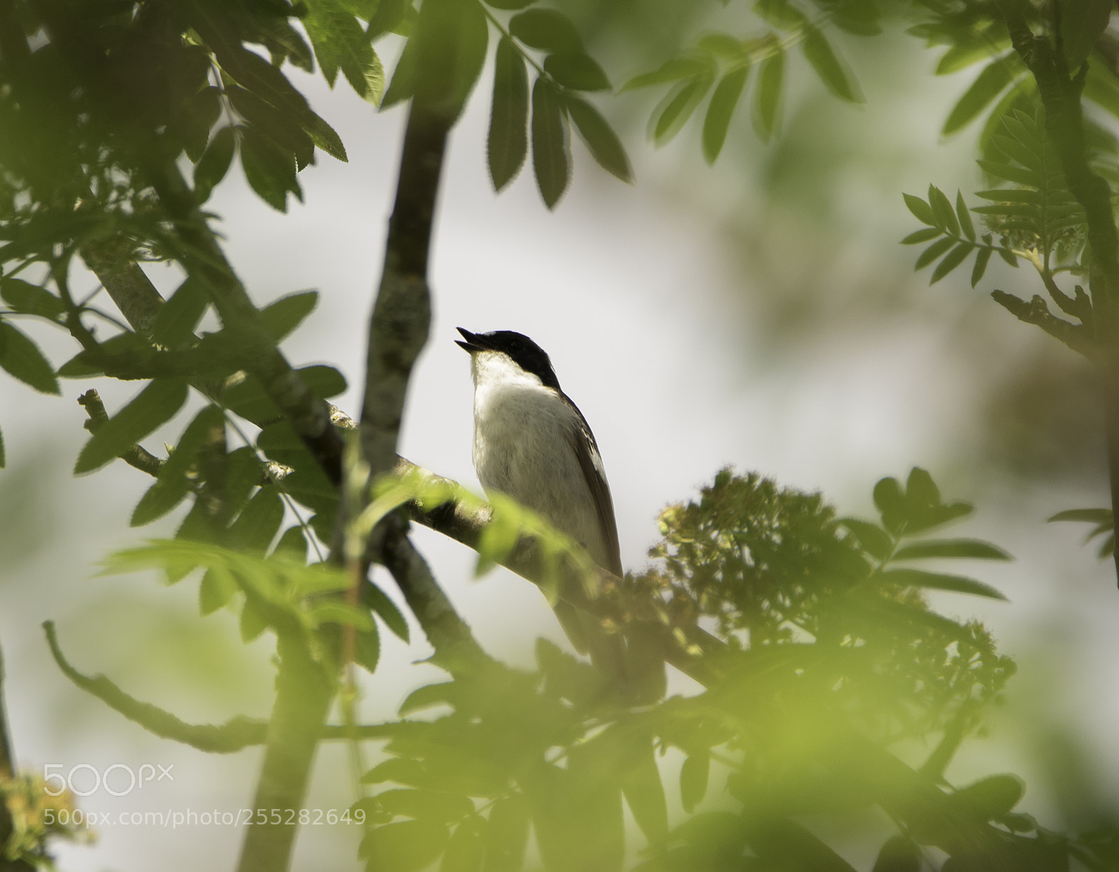 Nikon D5300 sample photo. Pied flycatcher svartvit flugsnappare photography