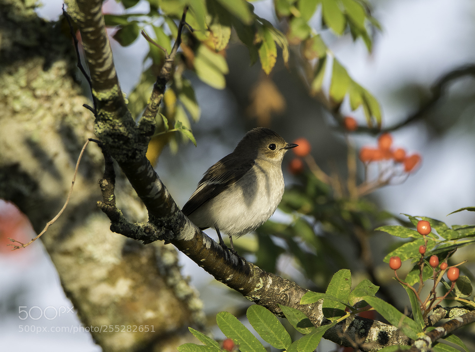 Nikon D5300 sample photo. Pied flycatcher svartvit flugsnappare photography
