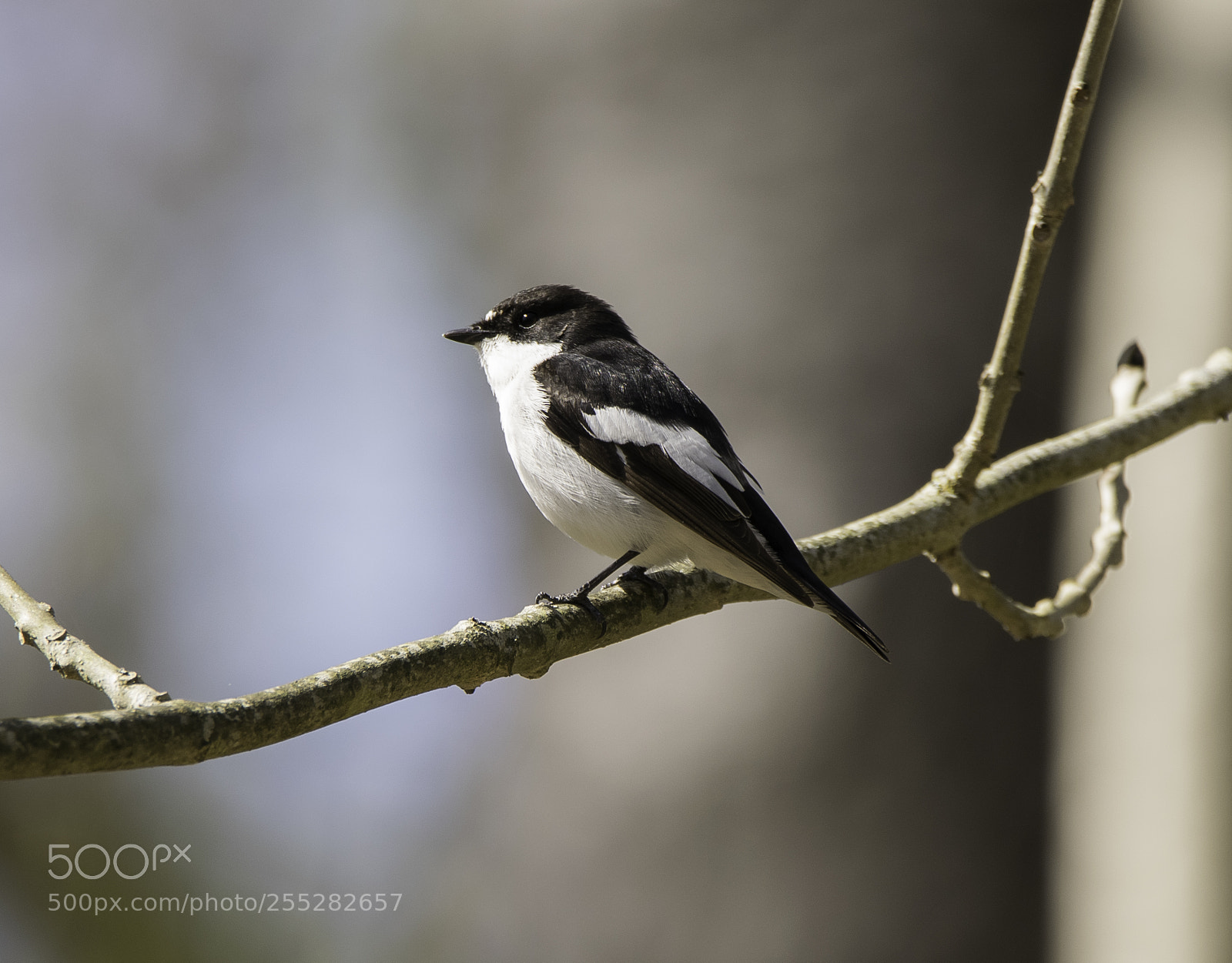 Nikon D5300 sample photo. Pied flycatcher svartvit flugsnappare photography