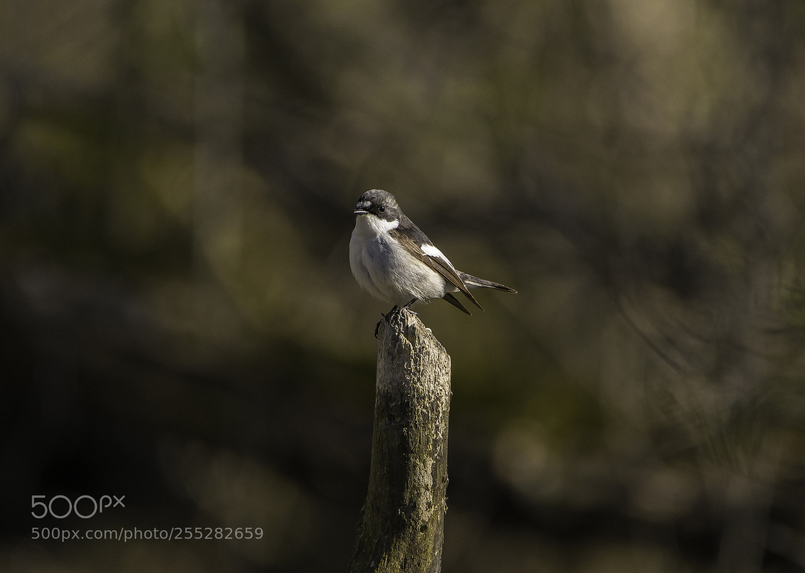 Nikon D5300 sample photo. Pied flycatcher svartvit flugsnappare photography