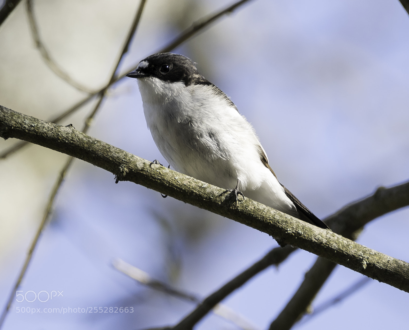 Nikon D5300 sample photo. Pied flycatcher svartvit flugsnappare photography