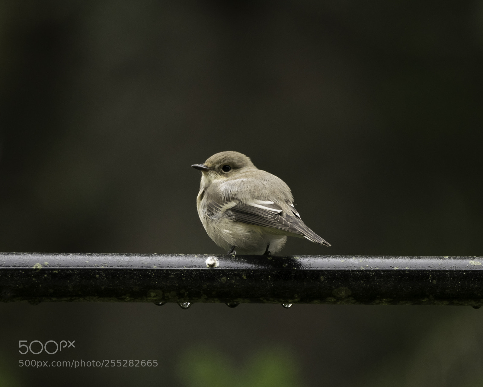 Nikon D5300 sample photo. Pied flycatcher svartvit flugsnappare photography