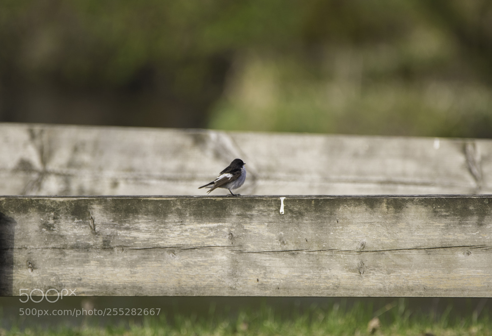 Nikon D5300 sample photo. Pied flycatcher svartvit flugsnappare photography