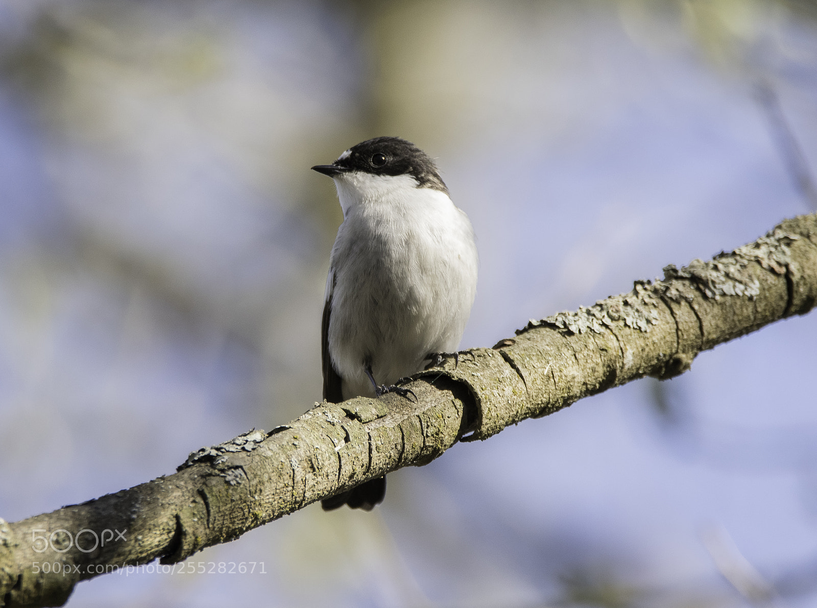 Nikon D5300 sample photo. Pied flycatcher svartvit flugsnappare photography