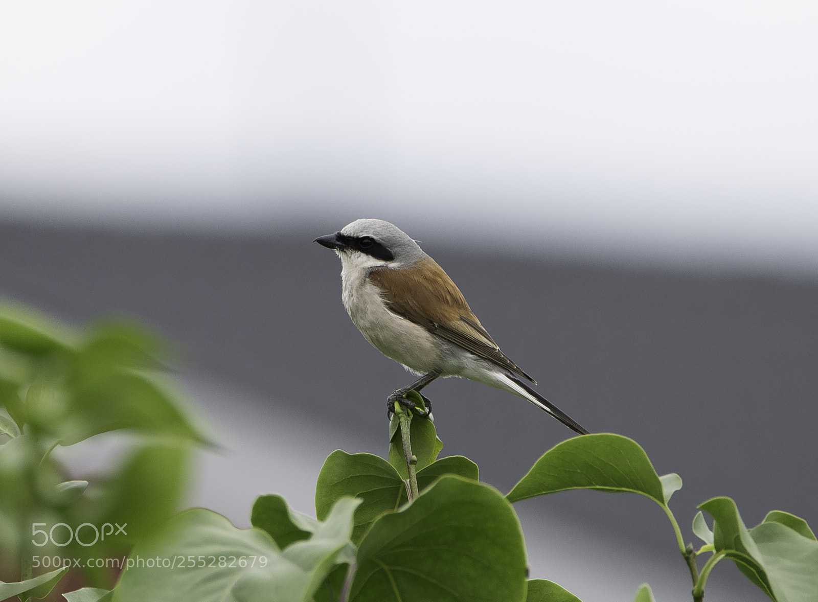 Nikon D5300 sample photo. Red backed shrike trnskata photography