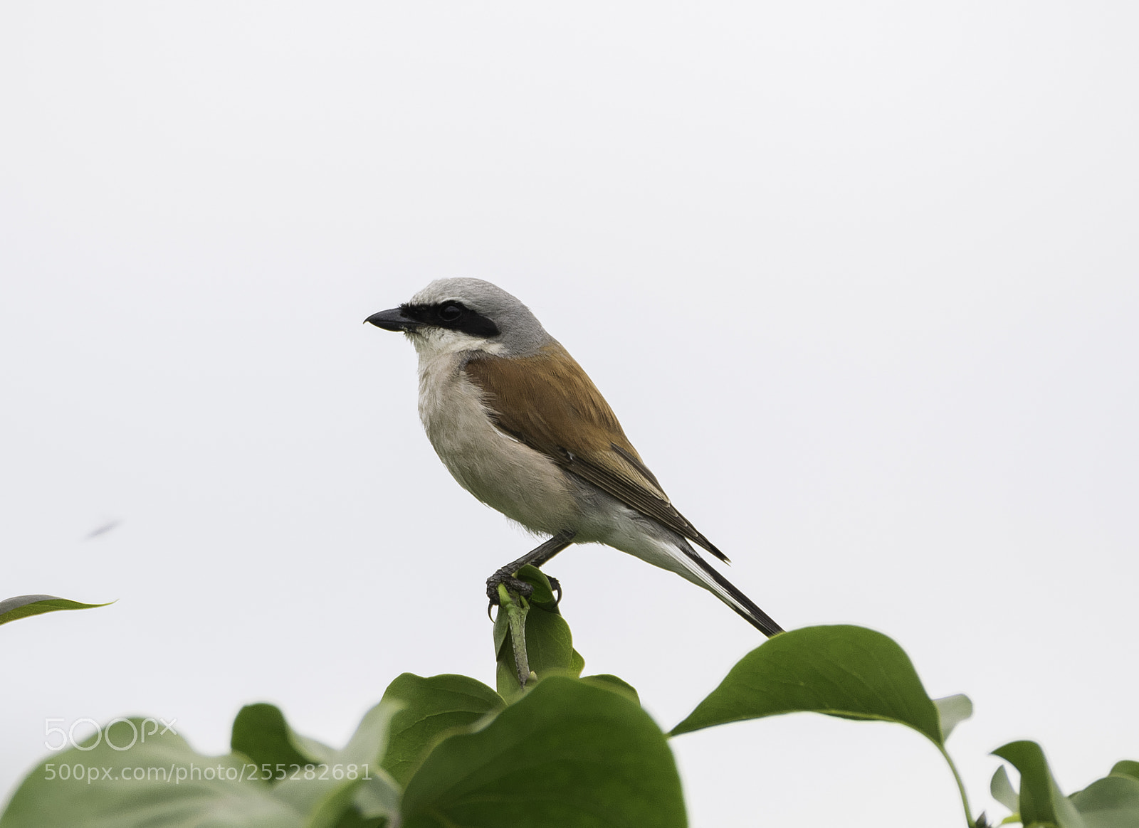 Nikon D5300 sample photo. Red backen shrike trnskata photography