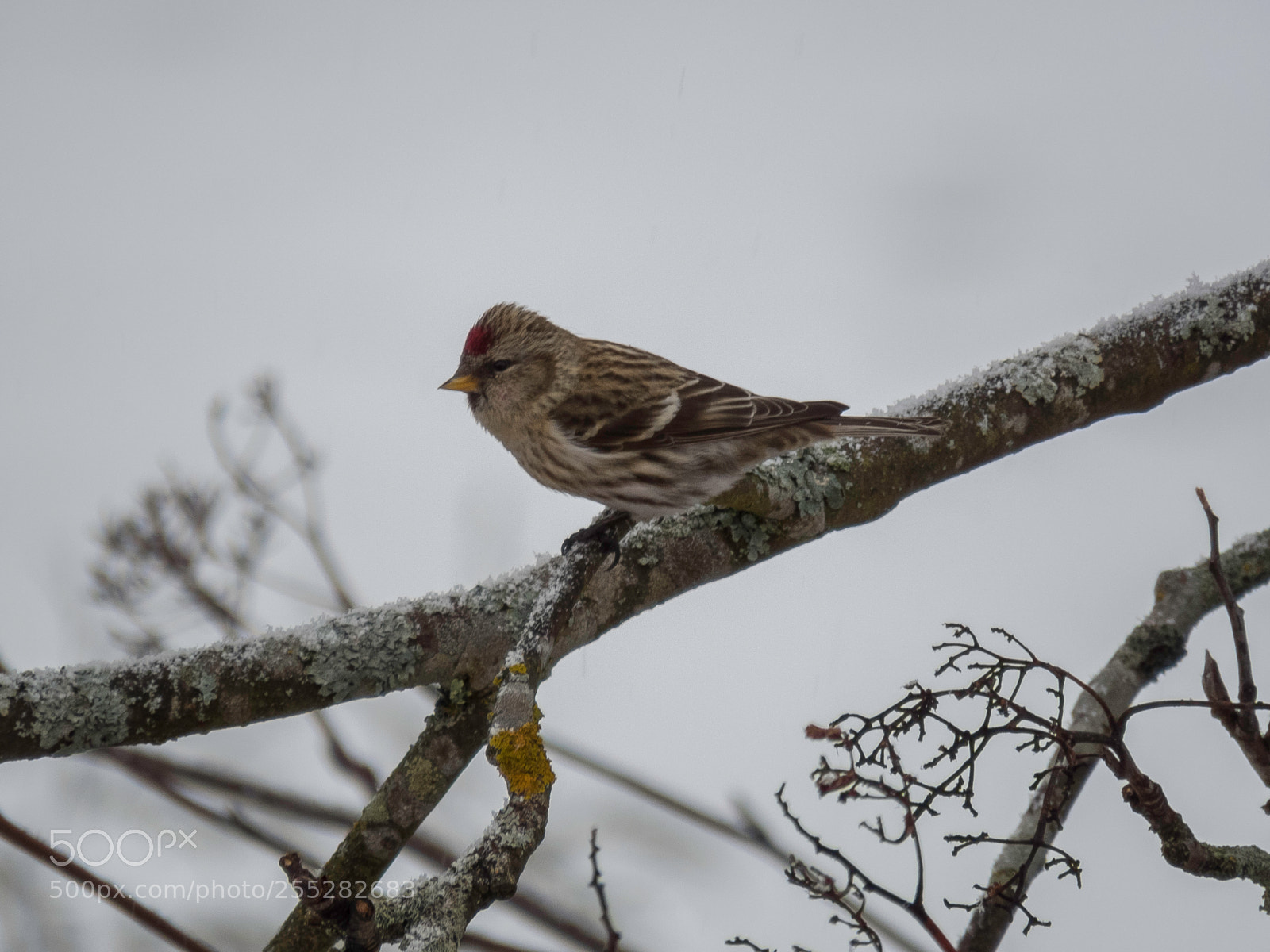 Canon PowerShot SX60 HS sample photo. Redpoll grsiska o photography
