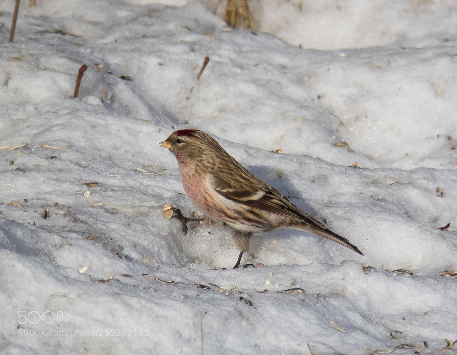 Canon PowerShot SX60 HS sample photo. Redpoll grsiska o photography