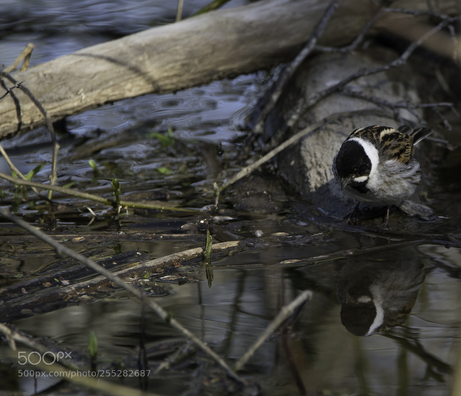 Nikon D5300 sample photo. Reed bunting svsparv o photography