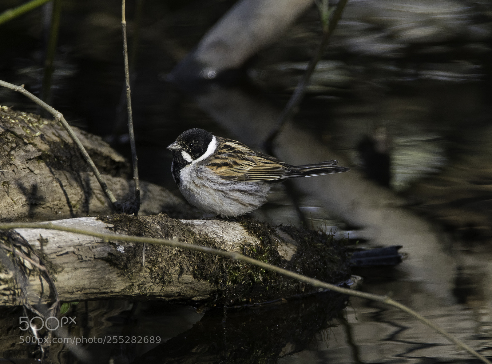 Nikon D5300 sample photo. Reed bunting svsparv o photography
