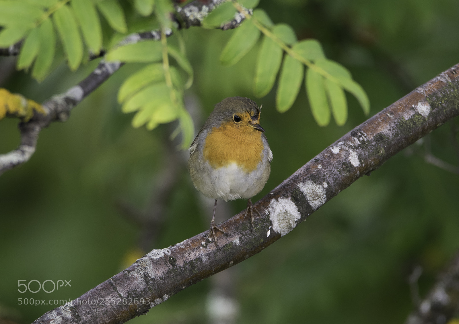 Nikon D5300 sample photo. Robin rdhake o photography