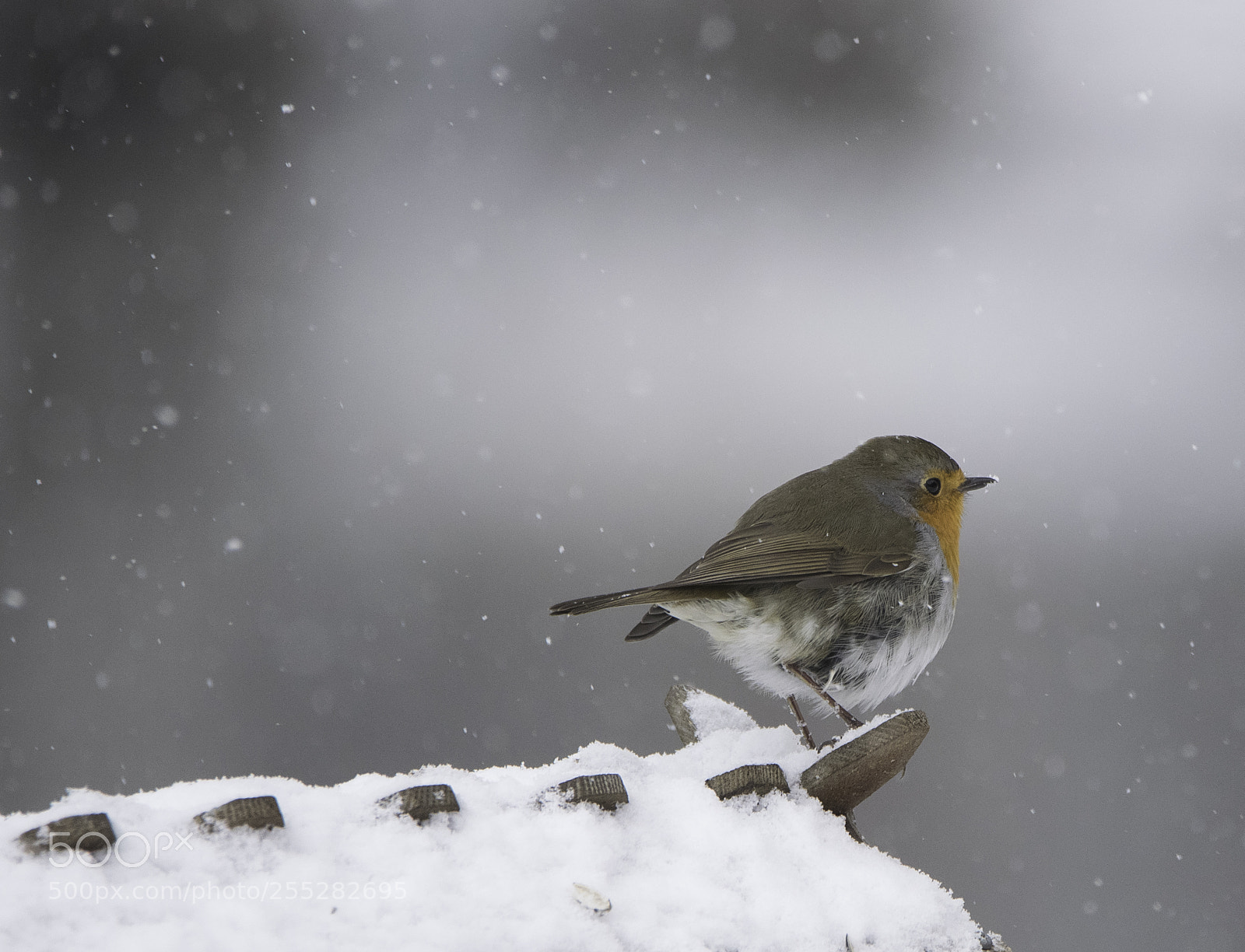 Nikon D5300 sample photo. Robin rdhake o photography