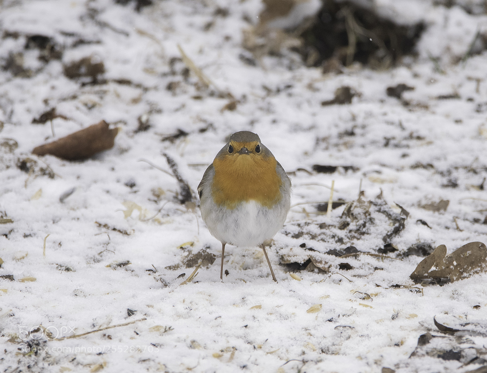 Nikon D5300 sample photo. Robin rdhake o photography