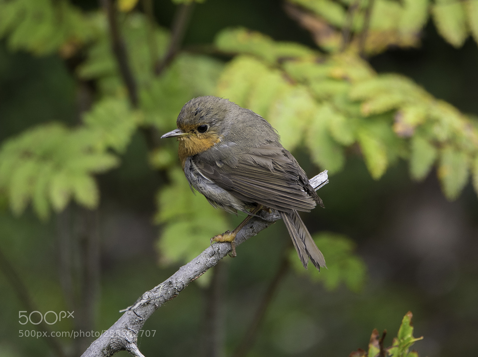 Nikon D5300 sample photo. Robin rdhake o photography