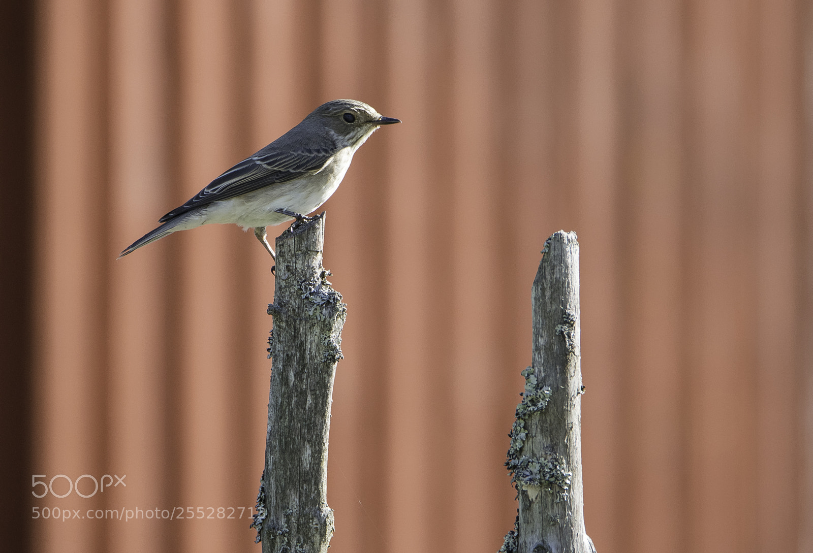 Nikon D5300 sample photo. Spotted flycatcher gr flugsnappare photography