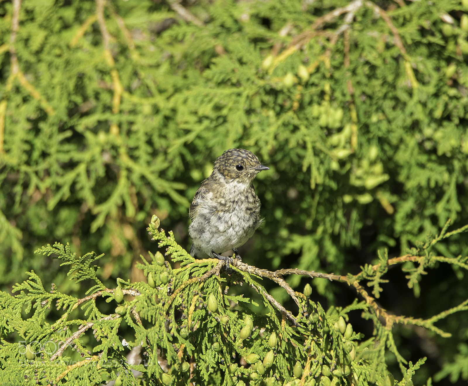 Nikon D5300 sample photo. Spotted flycatcher gr flugsnappare photography