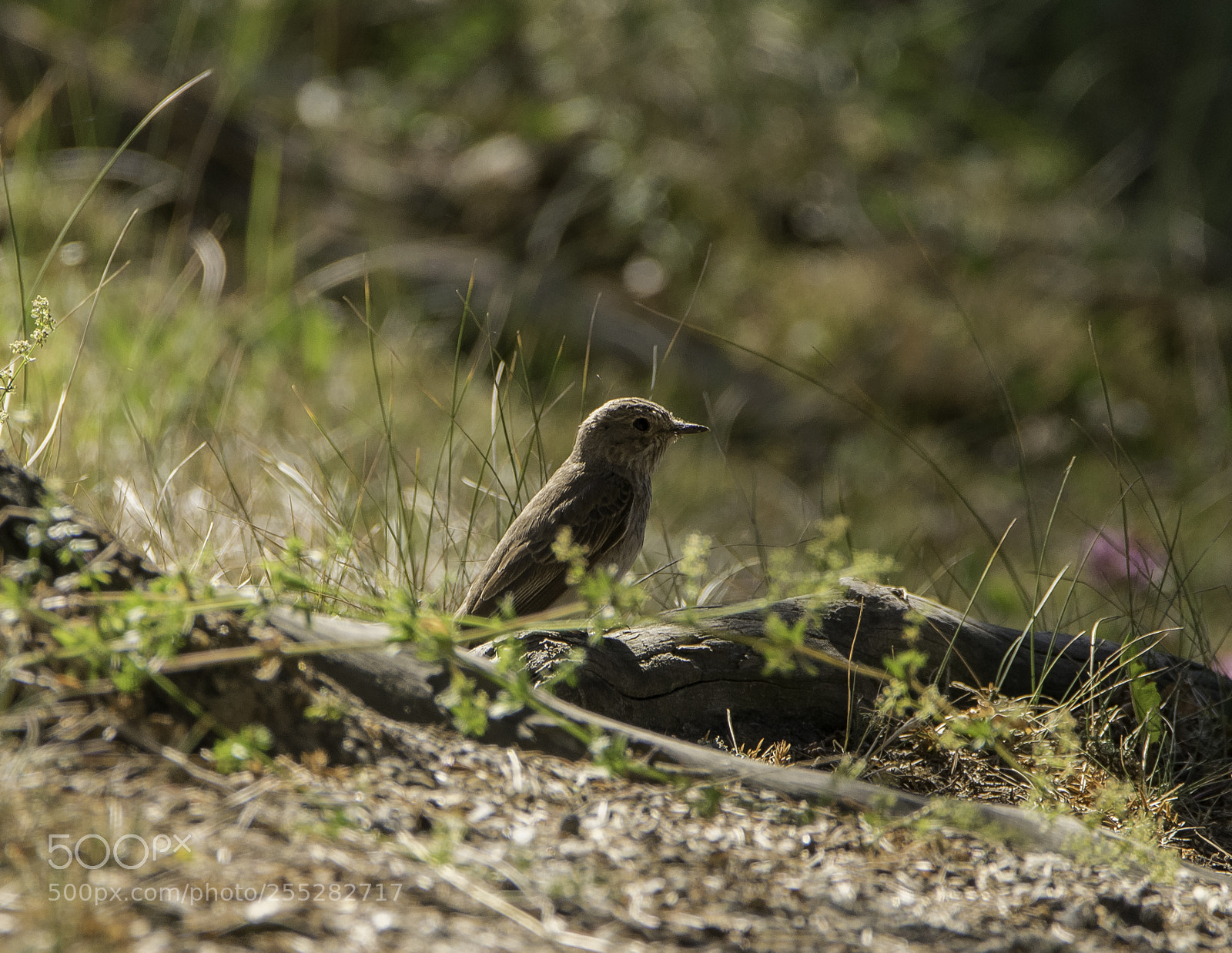 Nikon D5300 sample photo. Spotted flycatcher gr flugsnappare photography