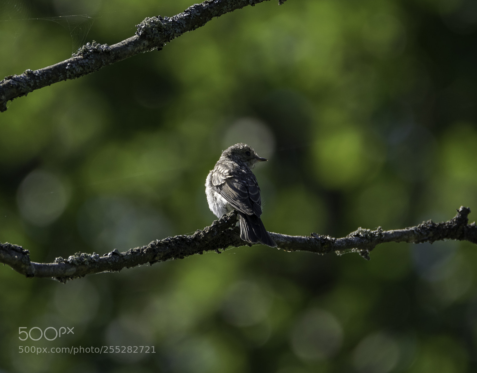 Nikon D5300 sample photo. Spotted flycatcher gr flugsnappare photography