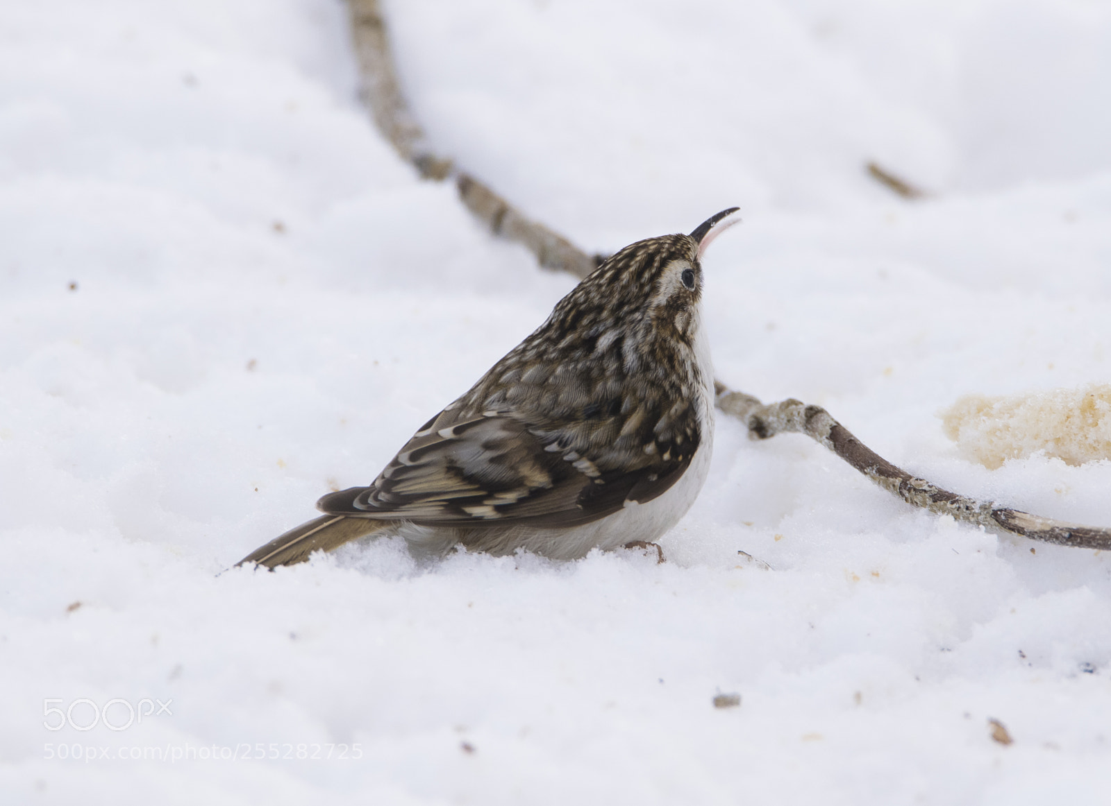 Nikon D5300 sample photo. Treecreeper trdkrypare o photography