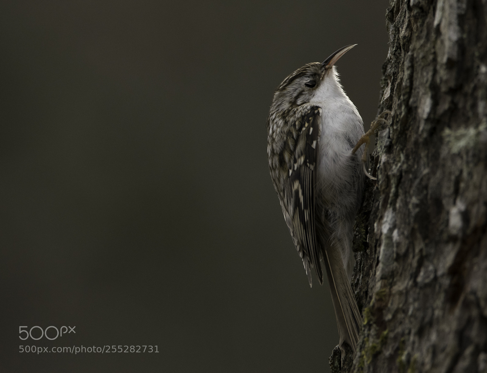 Nikon D5300 sample photo. Treecreeper trdkrypare o photography