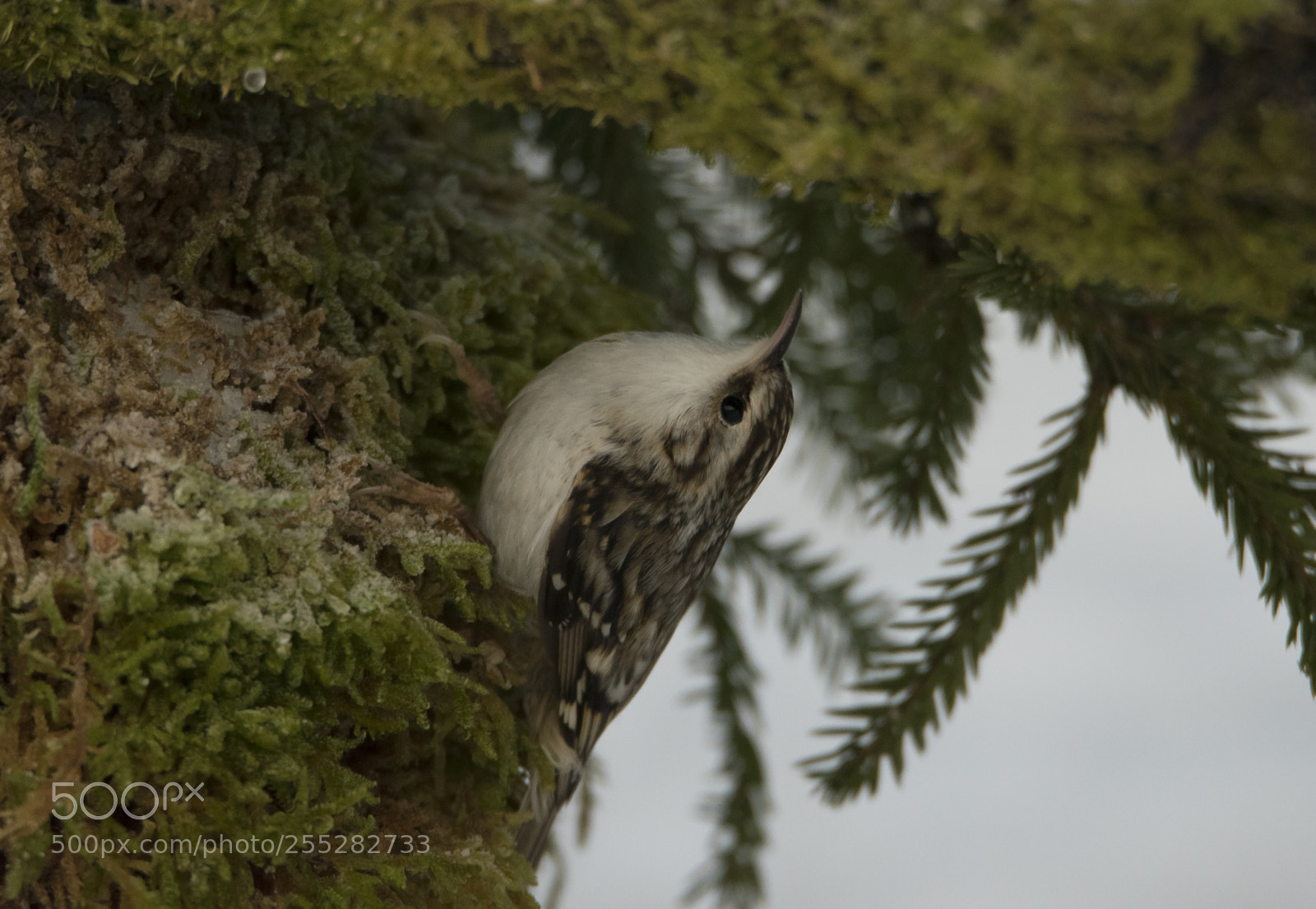 Nikon D5300 sample photo. Treecreeper trdkrypare o photography