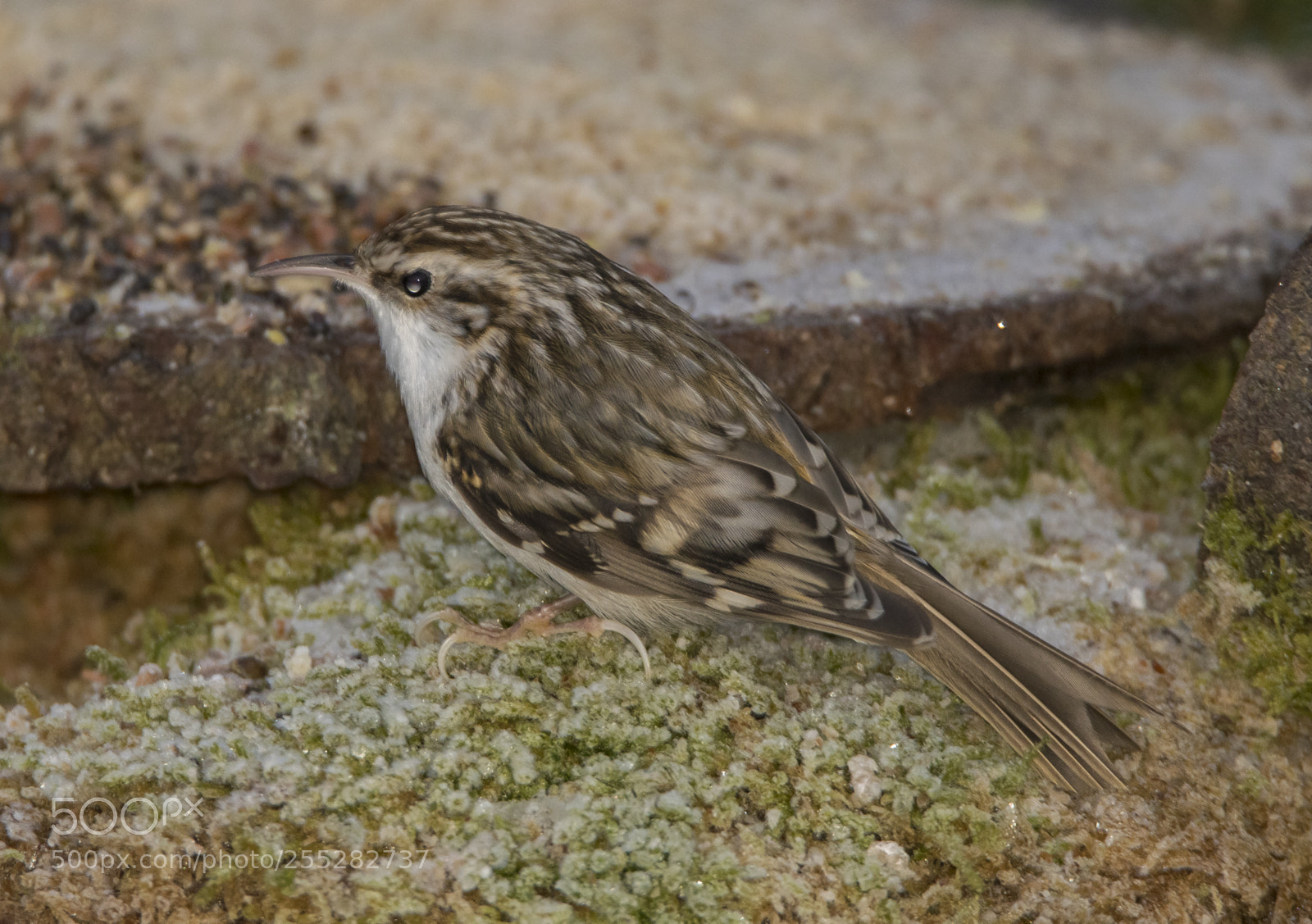 Nikon D5300 sample photo. Treecreeper trdkrypare o photography