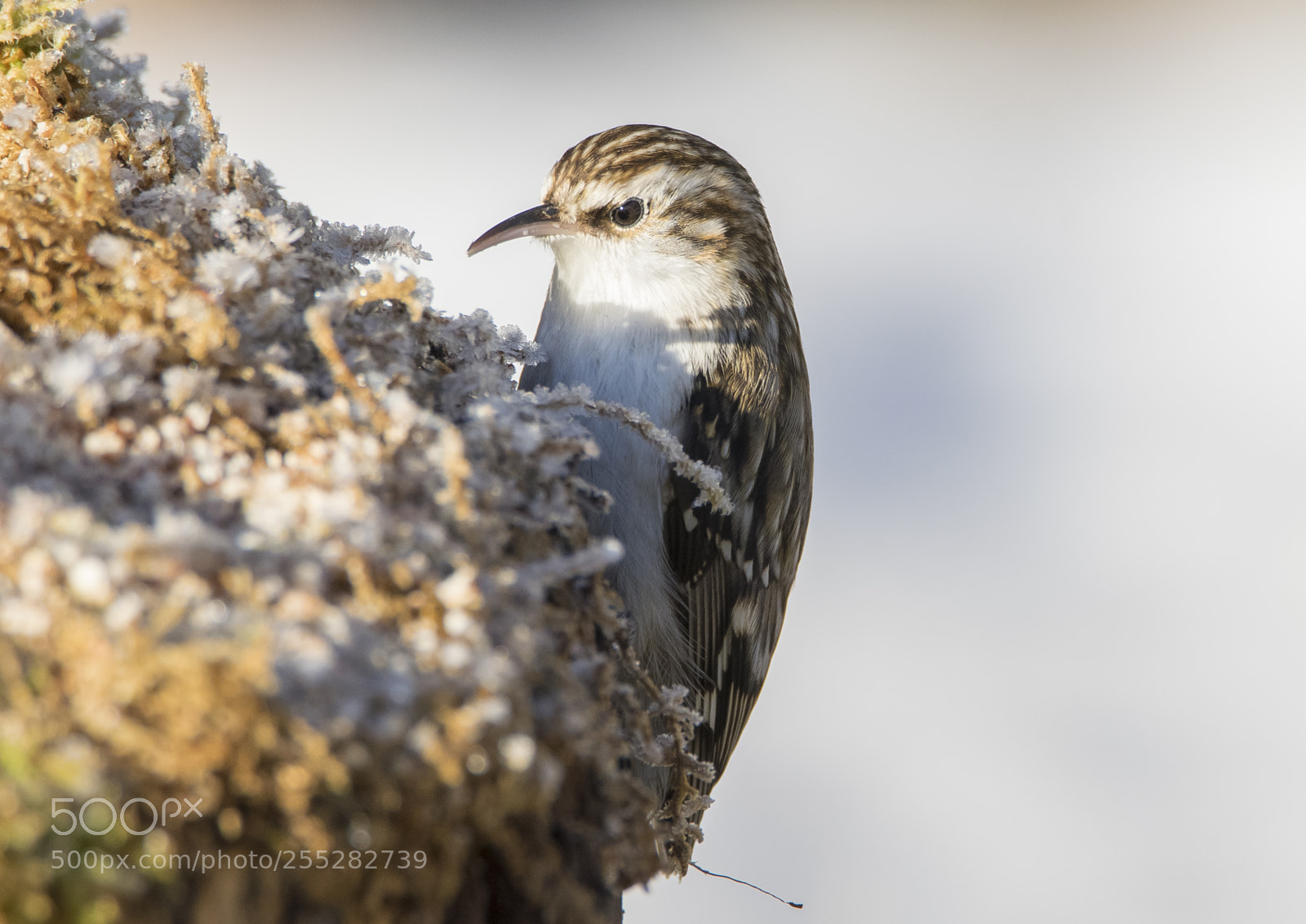 Nikon D5300 sample photo. Treecreeper trdkrypare o photography
