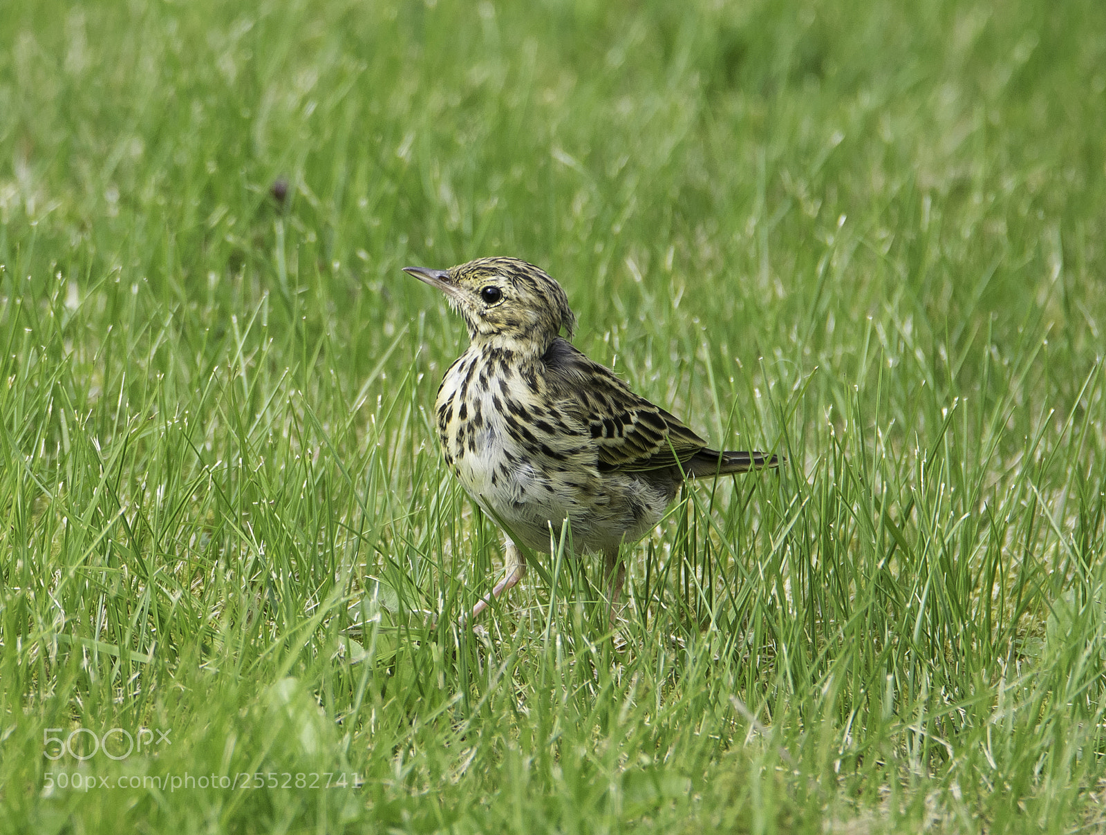Nikon D5300 sample photo. Tree pipit trdpiplrka o photography
