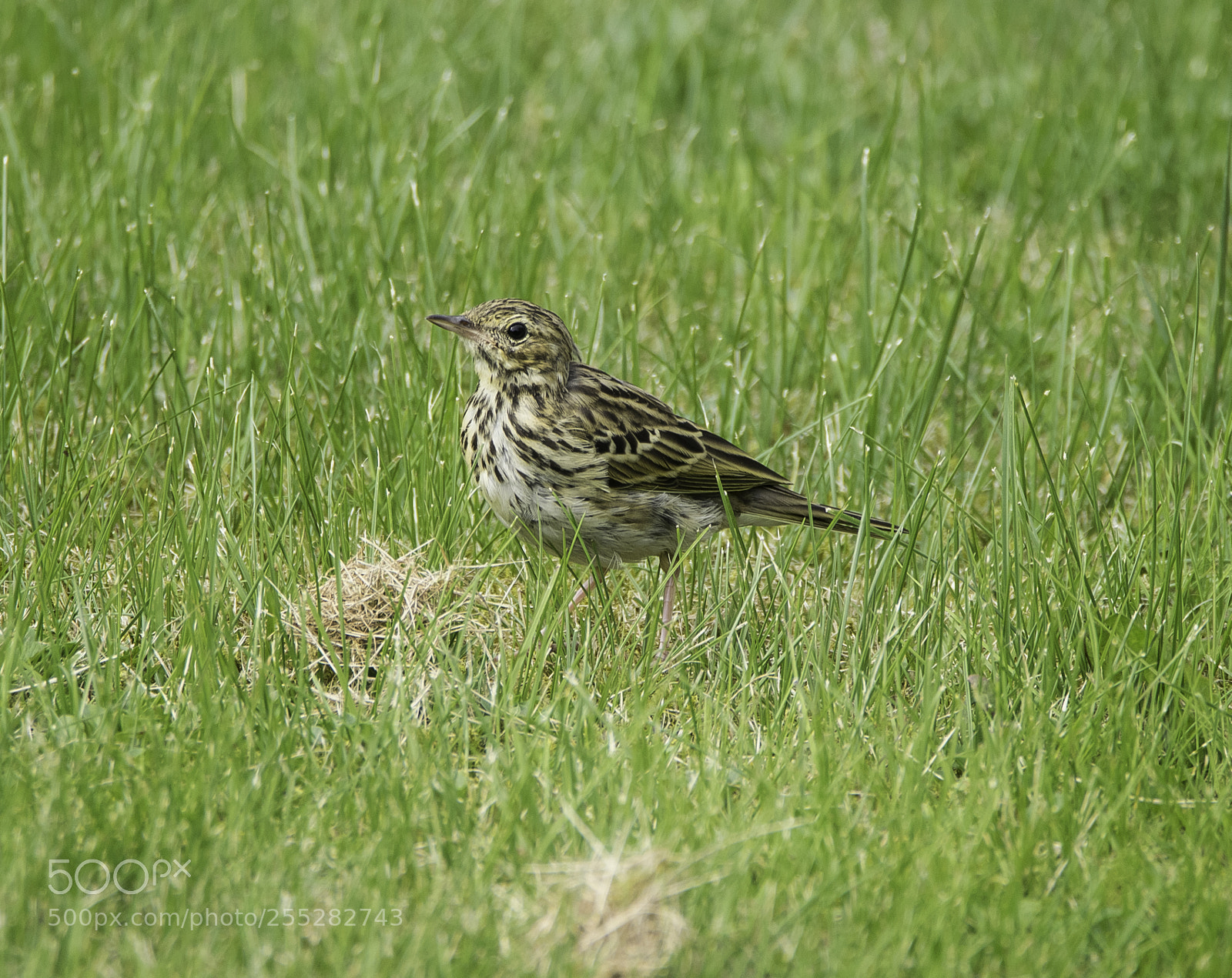 Nikon D5300 sample photo. Tree pipit trdpiplrka o photography