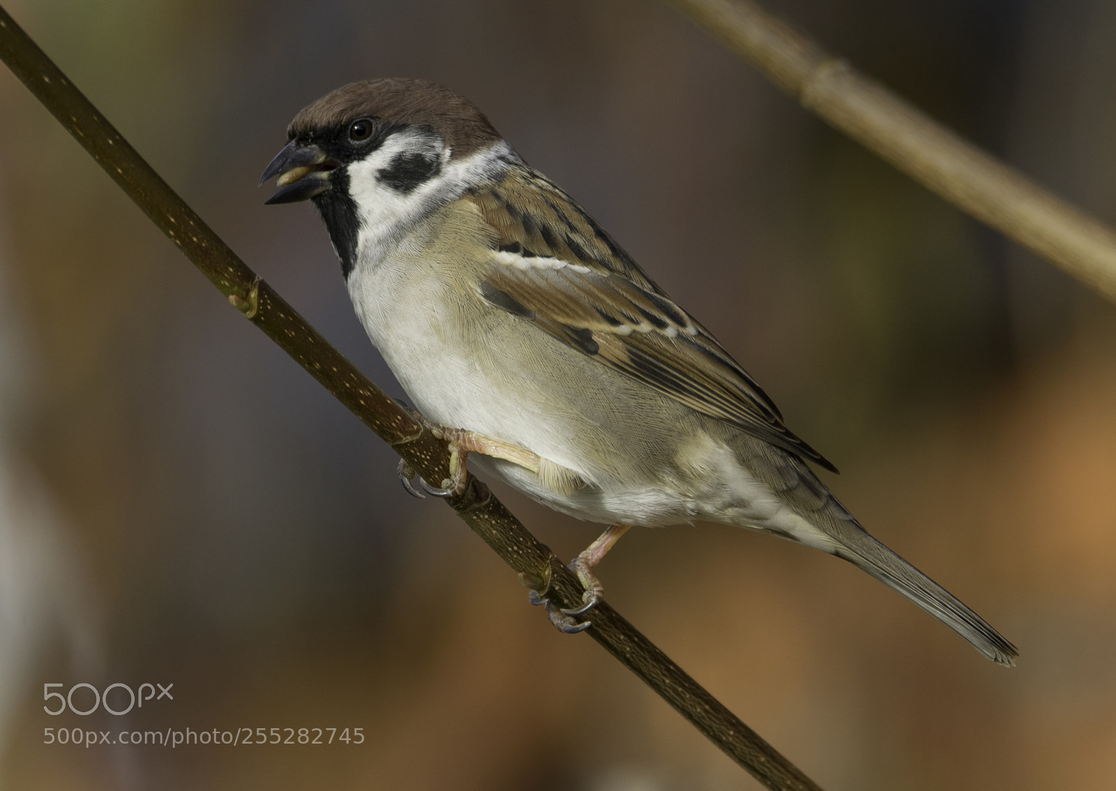 Nikon D5300 sample photo. Tree sparrow pilfink o photography