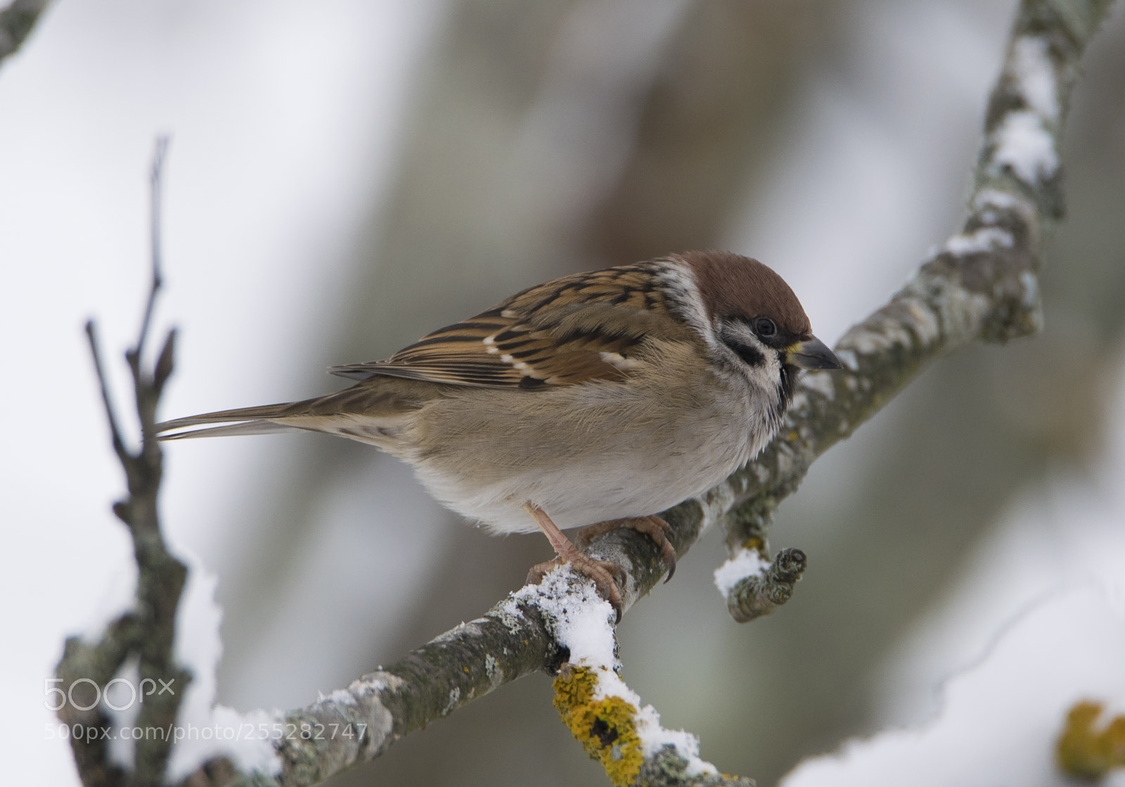Nikon D5300 sample photo. Treesparrow pilfink o photography
