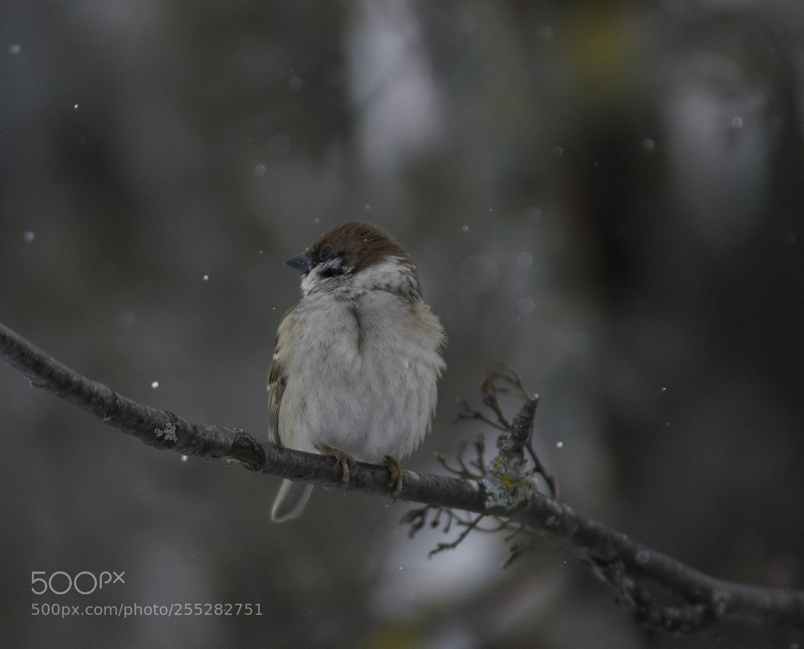 Nikon D5300 sample photo. Treesparrow pilfink o photography