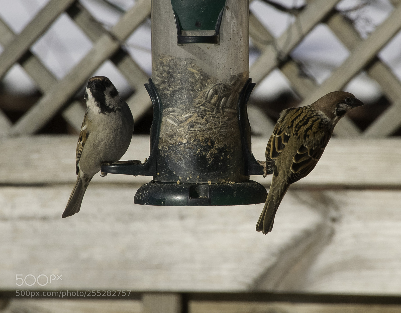 Nikon D5300 sample photo. Treesparrow pilfink o photography
