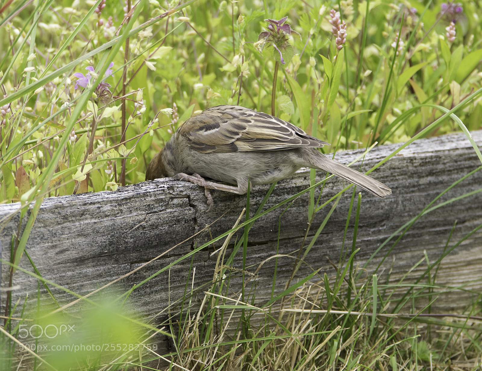 Nikon D5300 sample photo. Tree sparrow pilfink o photography