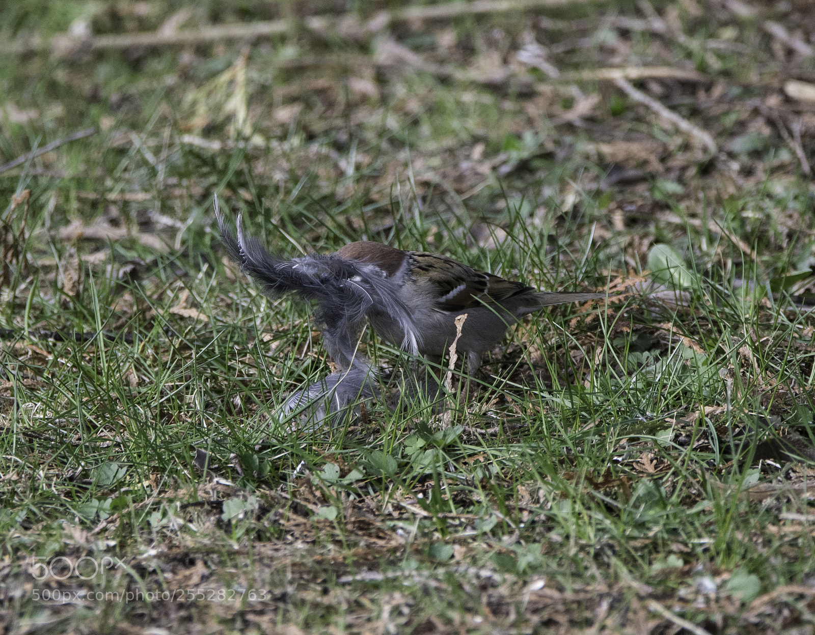 Nikon D5300 sample photo. Treesparrow pilfink o photography