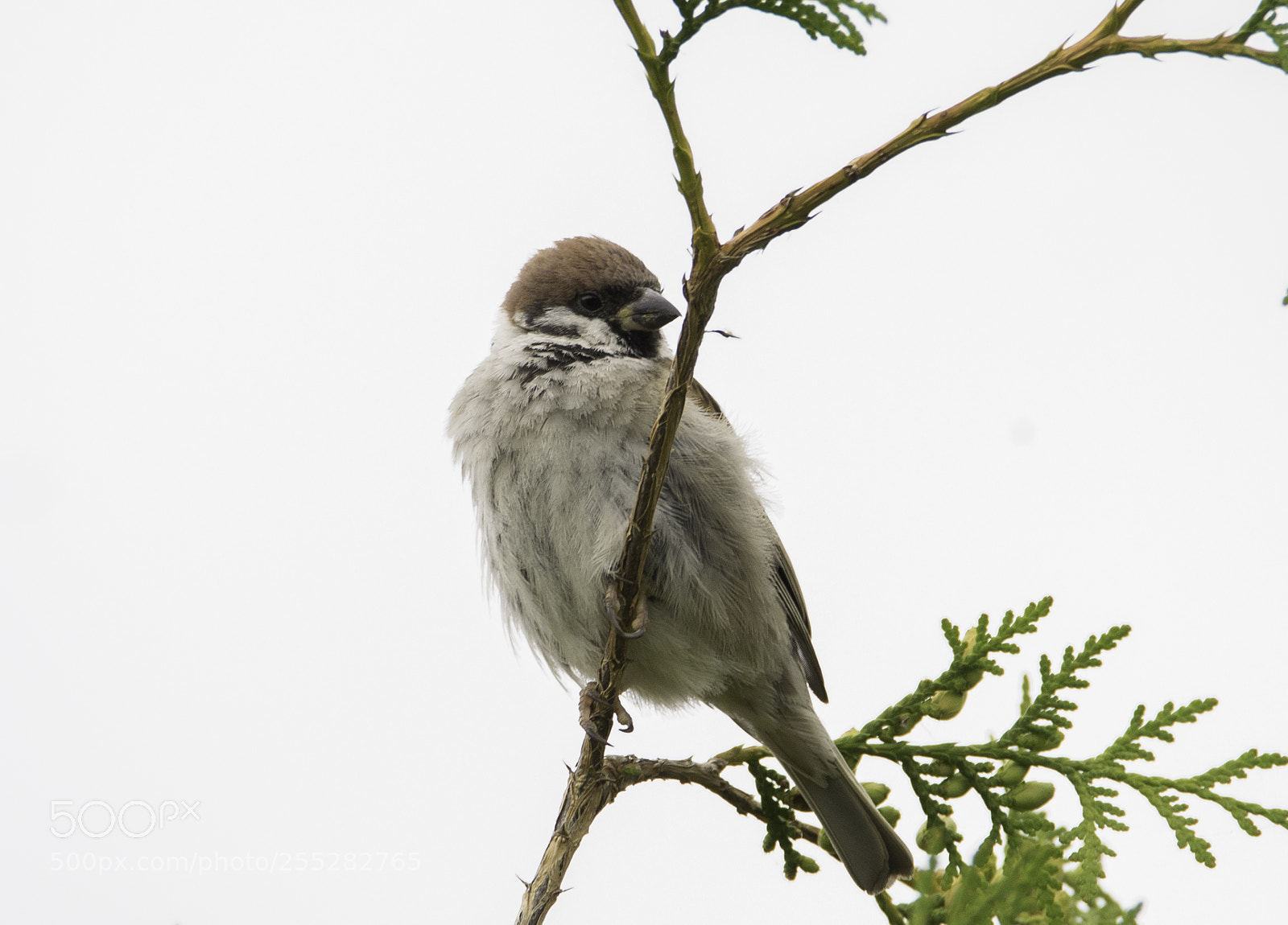 Nikon D5300 sample photo. Tree sparrow pilfink o photography